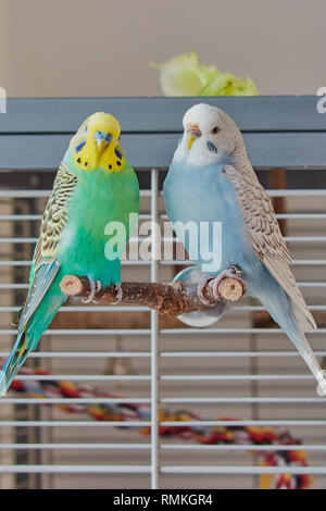 blue female budgie and turquoise male budgie are sitting on a branch in front of the cage Stock Photo
