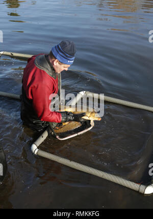 The Environment agency carrying out fish health checks in a lake in Mary Stevens park, Stourbridge, UK. Stock Photo