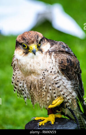 Bird of prey Stock Photo