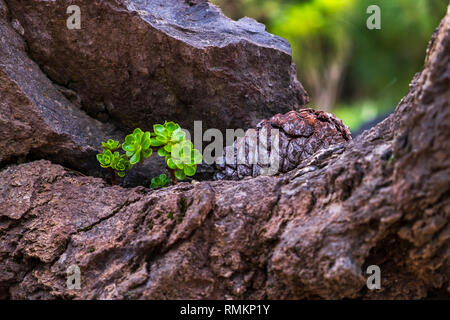 Pine cone alongside a succulent plant growing from a crack in a rock in the forest Stock Photo