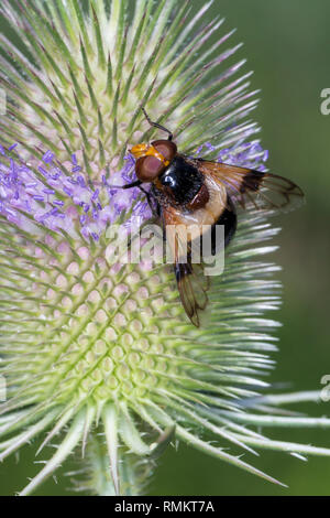 Gemeine Waldschwebfliege, Wald-Schwebfliege, Gemeine Hummel-Schwebfliege, Weißbindige Hummelschwebfliege, Hummelschwebfliege, Blütenbesuch an Wilde Ka Stock Photo