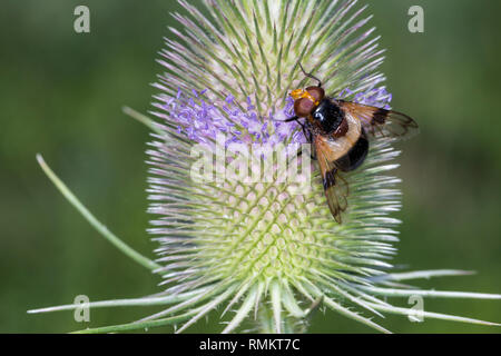 Gemeine Waldschwebfliege, Wald-Schwebfliege, Gemeine Hummel-Schwebfliege, Weißbindige Hummelschwebfliege, Hummelschwebfliege, Blütenbesuch an Wilde Ka Stock Photo