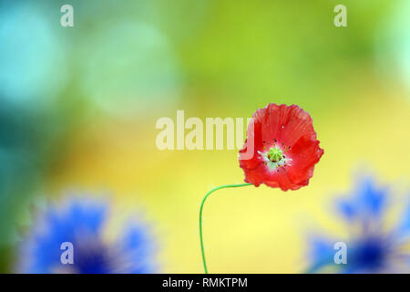 Poppy with red petals looks beautiful in bouquets Stock Photo