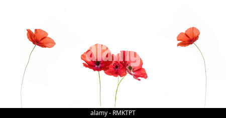 Poppy with red petals looks beautiful in bouquets Stock Photo