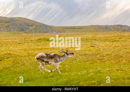 A male Svalbard Reindeer (Rangifer tarandus) moulting in summer with his antlers still in velvet. This herbivorous mammal is the smallest subspecies o Stock Photo