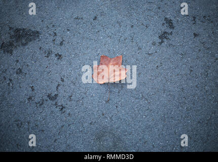 Autumn leaf on the concrete floor Stock Photo