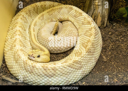 Northwestern Neotropical Rattlesnake (Crotalus simus culminatus) exhibiting color aberration known as xanthism Stock Photo