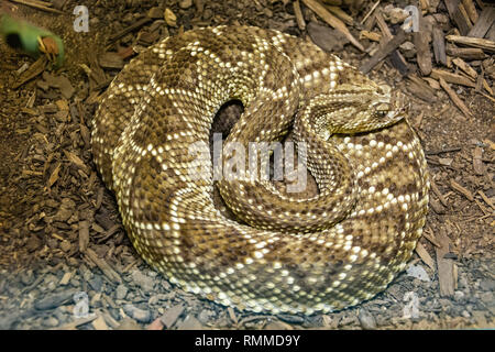 South American Rattlesnake (Crotalus durissus terrificus) Stock Photo