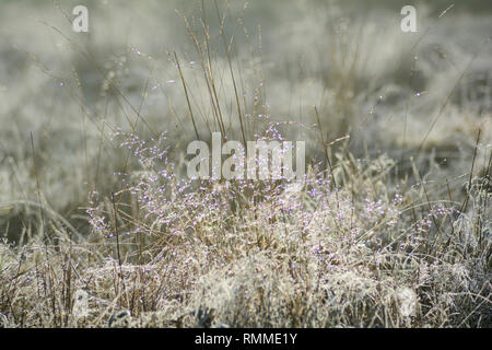 Early morning dew on a tall fescue grass (Festuca arundinacea) Stock Photo