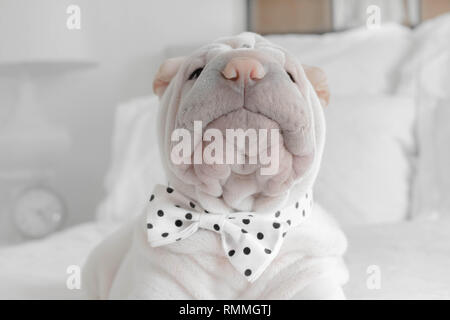 Shar pei puppy dog wearing a bow tie Stock Photo