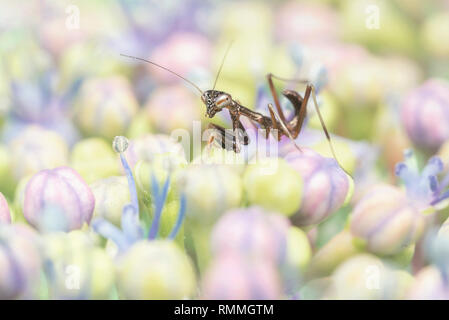 Praying mantis nymph (Pseudomantis albofimbriata) on lacecap hydrangea flower, Australia Stock Photo