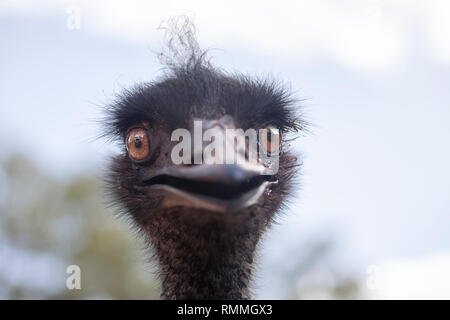 Portrait of a female Emu (Dromaius novaenetherlandsiae), Australia Stock Photo