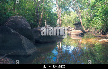 Eucalyptus trees by a river, Queensland, Australia Stock Photo