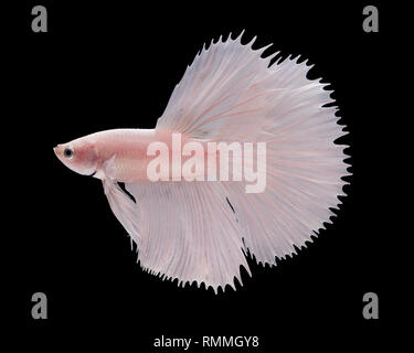 Portrait of a Dumbo Halfmoon betta fish Stock Photo