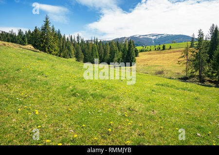 early springtime countryside in mountains. pine trees on a grassy meadow. beautiful carpathian landscape on a sunny day. hills with snowy tops in the  Stock Photo