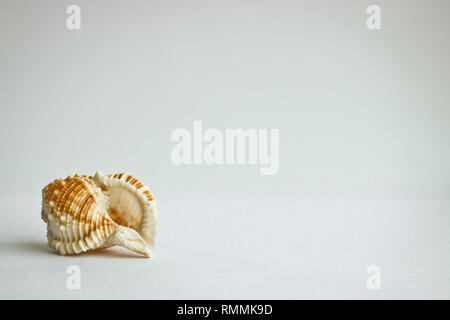 Composition with a shell with copy space, a template for lettering, text, design. Postcard template. The concept of holiday, vacation Stock Photo