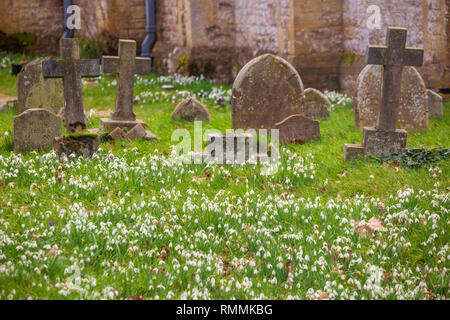 Winter Snowdrops in the Churchyard Stock Photo