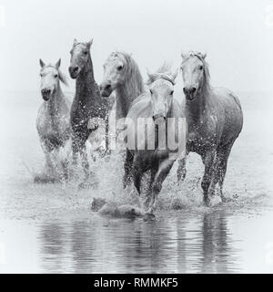 Camargue White Horses Stock Photo