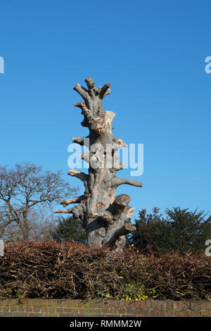 the stump of the 200 year old copper birch tree in the grounds of asgill house, richmond, surrey, england, formerly one of the great trees of london Stock Photo