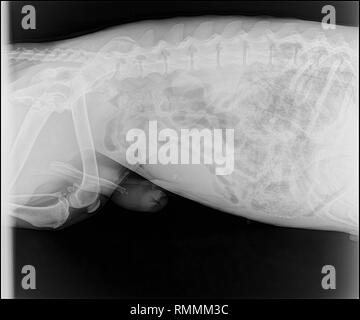 X-ray image of a dog with pneumonia Stock Photo