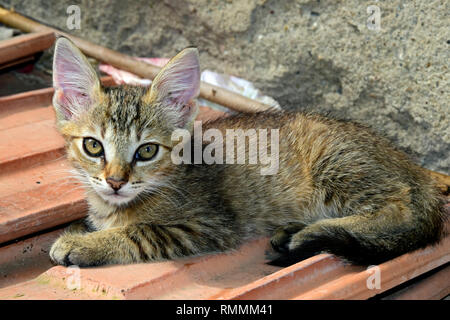 Brownish tabby kitten laying on ceramic tiles and staring with wide open eyes Stock Photo