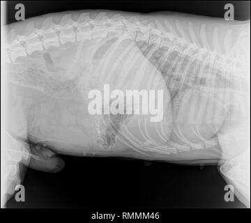 X-ray image of a dog with pneumonia Stock Photo