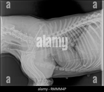 X-ray image of a dog with pneumonia Stock Photo