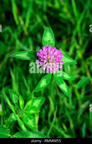Single red clover flower in close-up view with green background Stock Photo