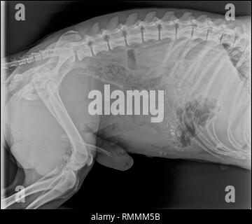 X-ray image of a dog with pneumonia Stock Photo