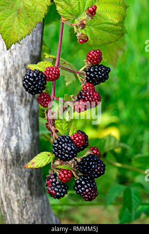 Ripening blackberries hanging down on a twig, close-up view with blurred green background Stock Photo