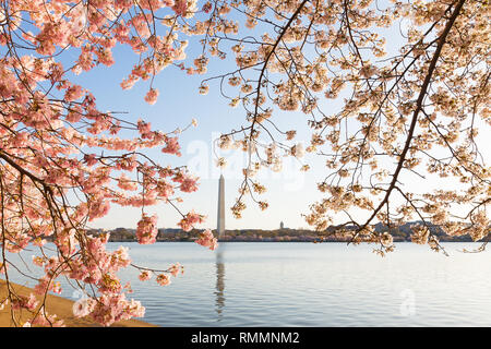 Blossoming cherry trees around Tidal Basin in Washington DC in spring during the National Cherry Blossom Festival. Washington DC has the large amount  Stock Photo