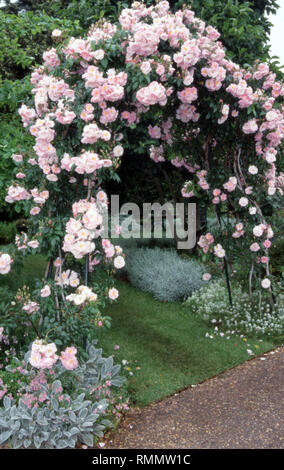 PINK CLIMBING ROSE (ROSA) GROWING OVER GARDEN ARCH, COTTAGE STYLE GARDEN IN NEW SOUTH WALES, AUSTRALIA. Stock Photo