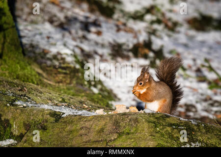 This is a picture of a Red Squirrel sitting on a  rock eating food  in an forest in Ireland Stock Photo