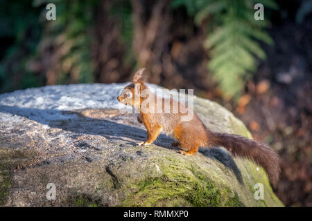 This is a picture of a Red Squirrel sitting on a moss covered rock in woods in the north west of Ireland Stock Photo