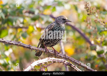 Common Starling (Sturnus vulgaris), also known as the European Starling or just Starling. Stock Photo