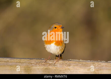 European Robin (Erithacus rubecula) perched on a wooden gate. Stock Photo