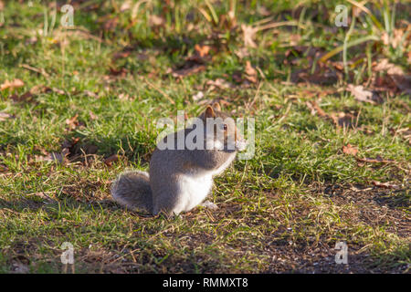 Sciurus carolinensis, common name eastern gray squirrel or grey squirrel Stock Photo