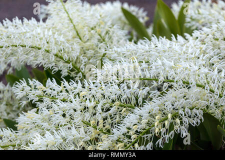 Dendrobium speciosum group of small white flowers in bloom, orchid flowers Stock Photo