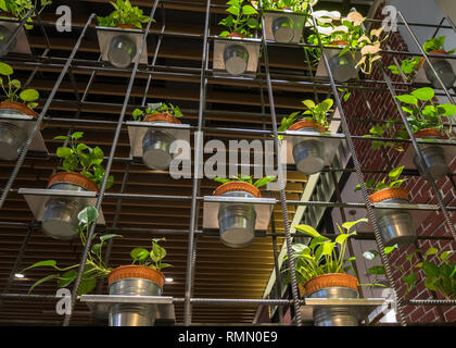 Rows of Golden Pothos (Devil's Ivy) in a pots as a decoration on the metal frame. Stock Photo