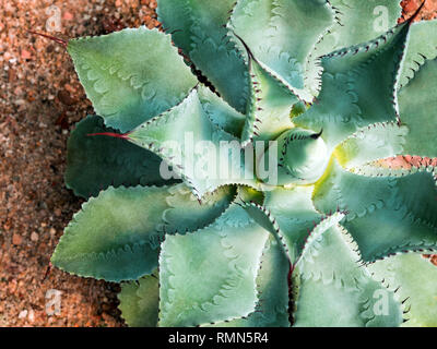 Agave succulent plant Agave potatorum var. verschaffeltii, close up white  wax on freshness leaves with thorn of Butterfly Agave Stock Photo - Alamy