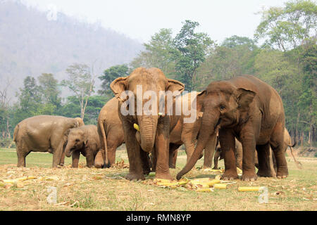 Asian Elephants feeding at Elephant Nature Park, Chiang Mai, Thailand Stock Photo