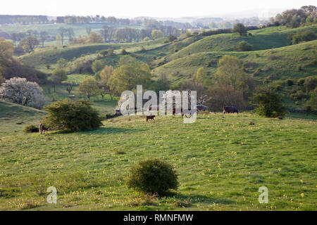 Cows on meadow Stock Photo