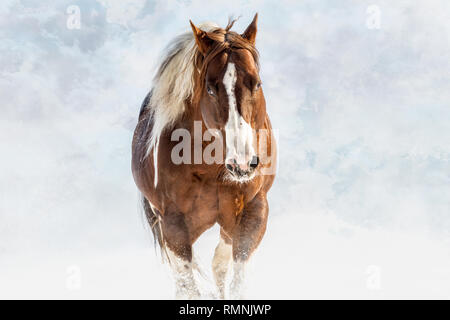 Olenas Valentine, American Paint Horse with dog in snowy day in winter. Czech Republic Stock Photo