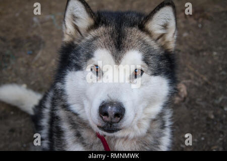Portrait of an Alaskan Malamute Stock Photo