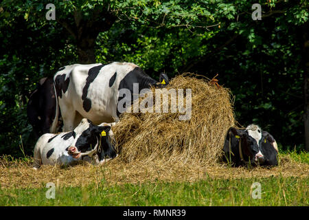 Cows resting in stack of hay. Dairy cow pasture in green meadow in Latvia. Herd of cows grazing in meadow. Cows in meadow in spring time. Cattle grazi Stock Photo