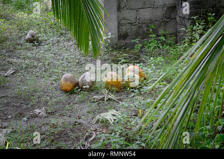 Coconuts on the ground (Ari Atoll, Maldives) Stock Photo
