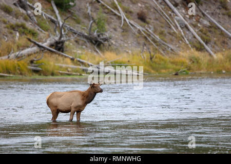 Young elk in Madison River in Yellowstone National Park Stock Photo