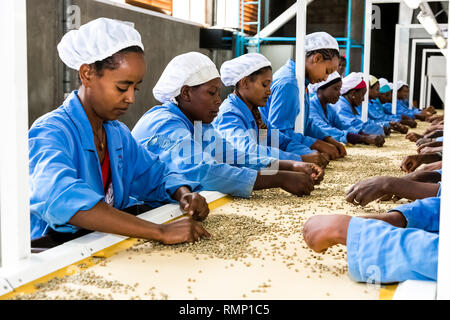 Addis Ababa, Ethiopia - January 30 2014: Raw Coffee Bean sorting and processing in a factory Stock Photo