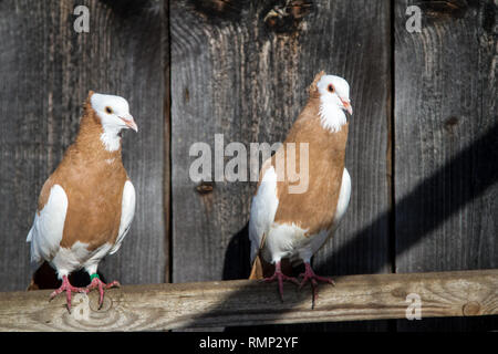 Österreichischer Ganselkröpfer (Columba livia domestica), a critically endangered pigeon breed from Austria Stock Photo