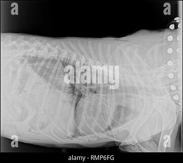 X-ray image of a dog with pneumonia Stock Photo - Alamy